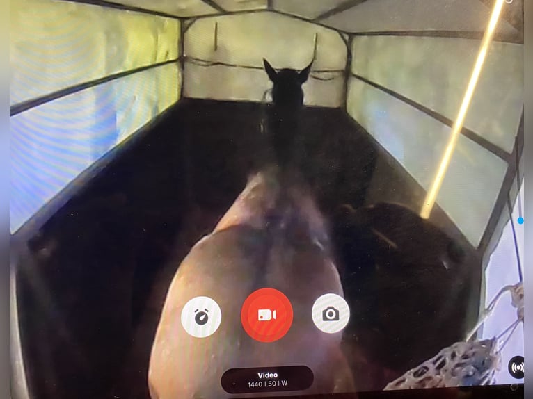 PRE Mix Mare 2 years 15 hh Grey in Tarifa