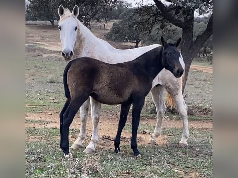 PRE Mix Mare 2 years 15 hh Grey in Tarifa