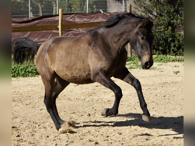 PRE Mix Mare 2 years 15 hh Grey in Tarifa