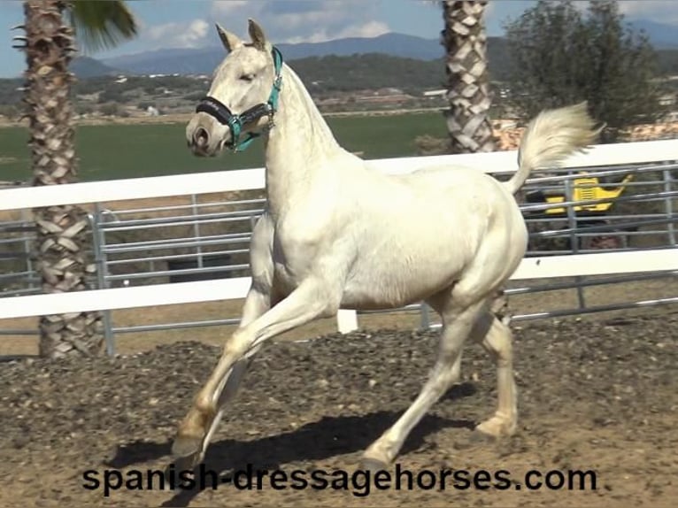 PRE Mix Mare 2 years 15 hh Palomino in Barcelona
