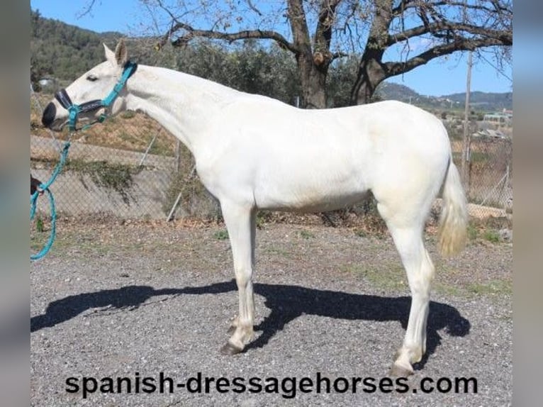 PRE Mix Mare 2 years 15 hh Palomino in Barcelona