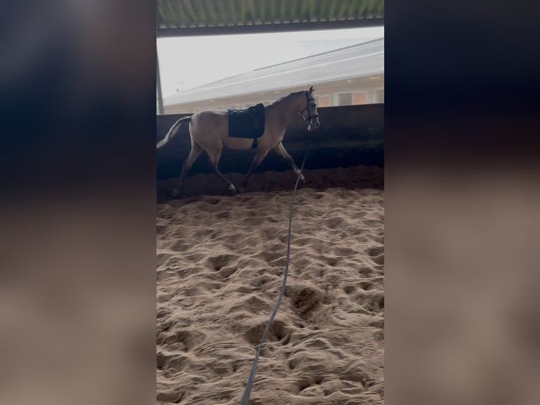 PRE Mix Mare 2 years 15,1 hh Champagne in Almere