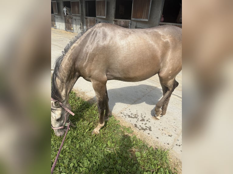 PRE Mix Mare 2 years 15,1 hh Champagne in Almere