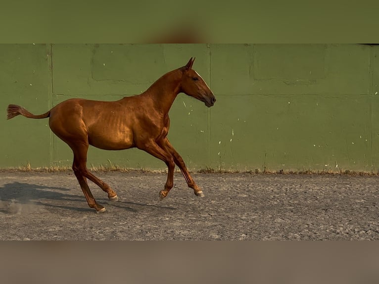 PRE Mare 2 years 15,1 hh Chestnut-Red in Xinzo De Limia