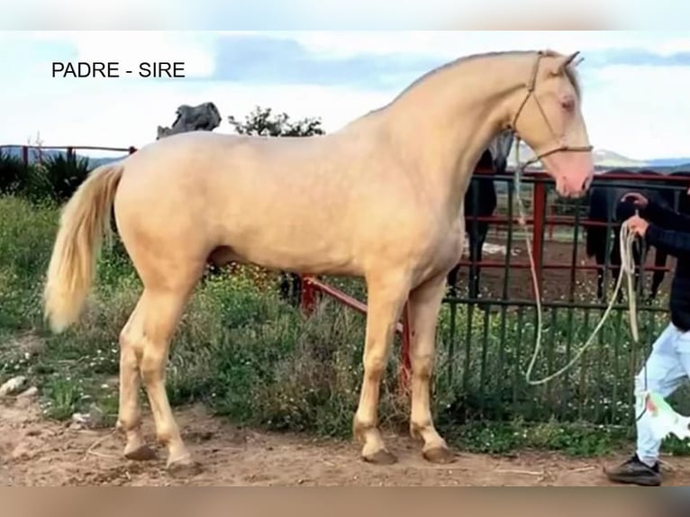 PRE Mare 2 years 15,1 hh Dun in Arjona