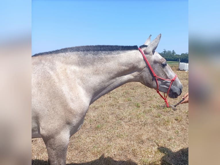 PRE Mix Mare 2 years 15,1 hh Grey in Barbeira (San Marti&#xF1;o De Fontecada-Santa Comba)
