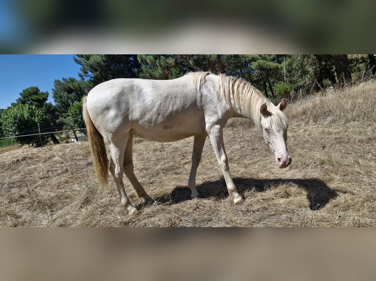PRE Mix Mare 2 years 15,1 hh Perlino in Segovia