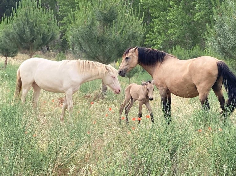 PRE Mix Mare 2 years 15,1 hh Perlino in Segovia
