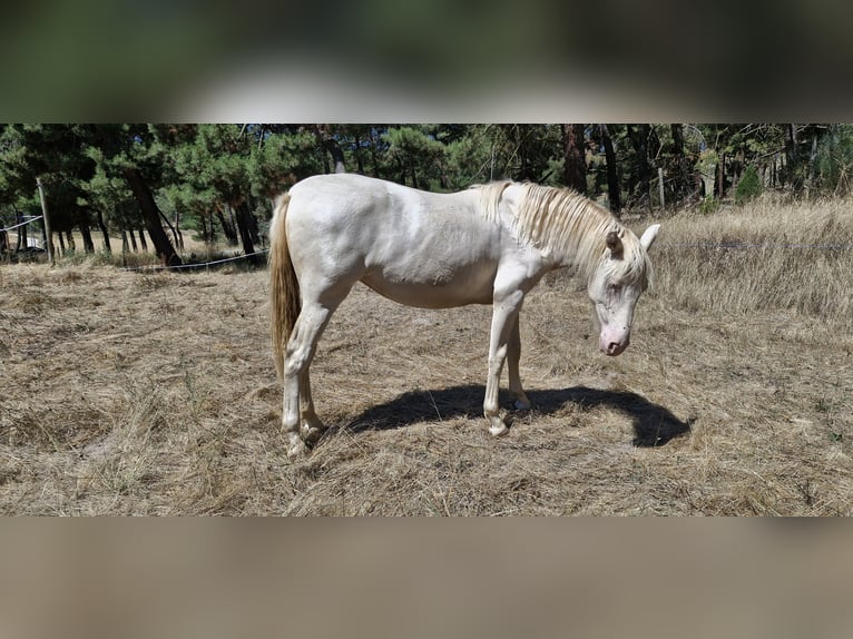 PRE Mix Mare 2 years 15,1 hh Perlino in Segovia