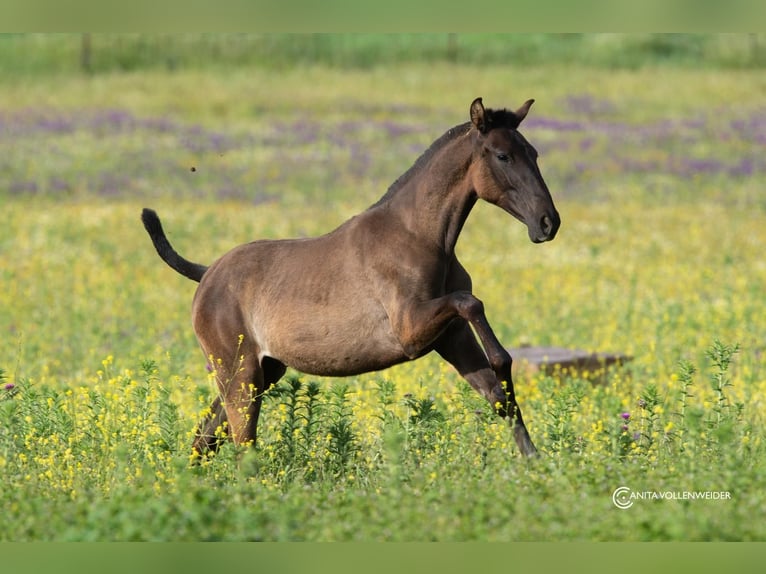 PRE Mix Mare 2 years 15,2 hh Black in Fuente Obejuna