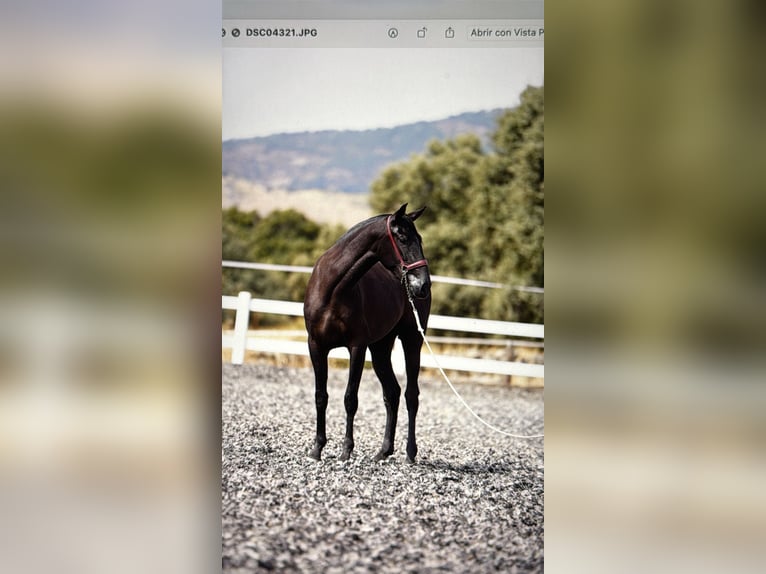 PRE Mix Mare 2 years 15,2 hh Black in Fresnedillas De La Oliva
