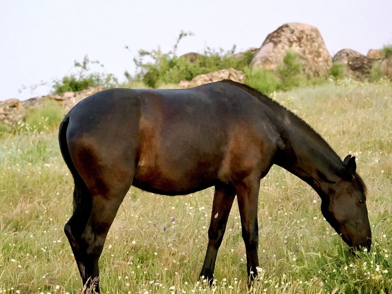 PRE Mix Mare 2 years 15,2 hh Black in Navas Del Madro&#xF1;o