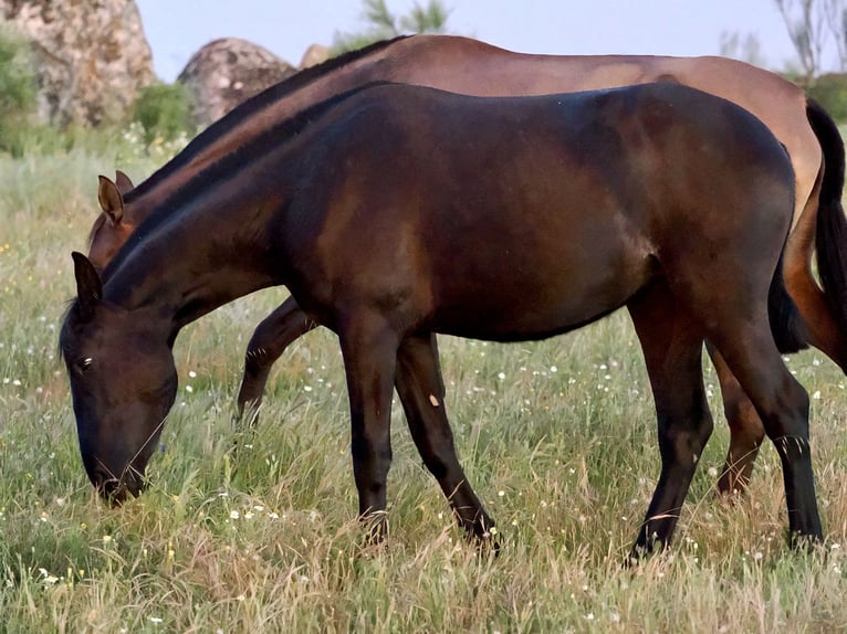 PRE Mix Mare 2 years 15,2 hh Black in Navas Del Madro&#xF1;o
