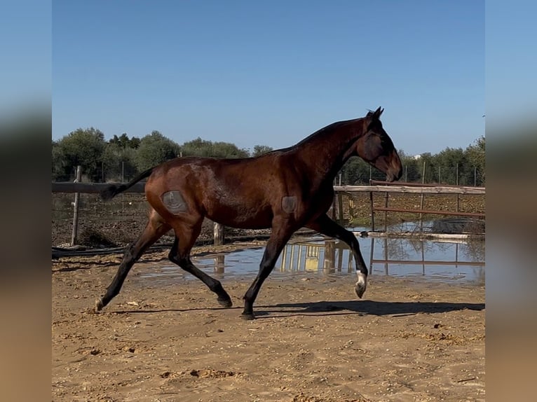 PRE Mix Mare 2 years 15,2 hh Brown in vejer de la frontera