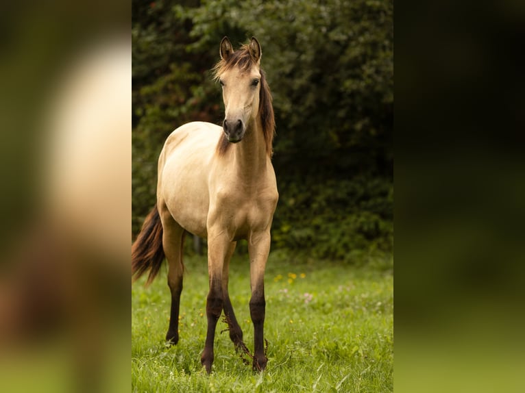 PRE Mix Mare 2 years 15,2 hh Buckskin in Feuchtwangen