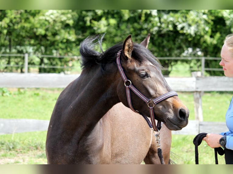 PRE Mix Mare 2 years 15,2 hh Can be white in Harrislee