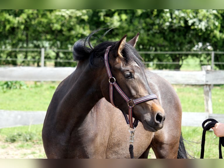 PRE Mix Mare 2 years 15,2 hh Can be white in Harrislee