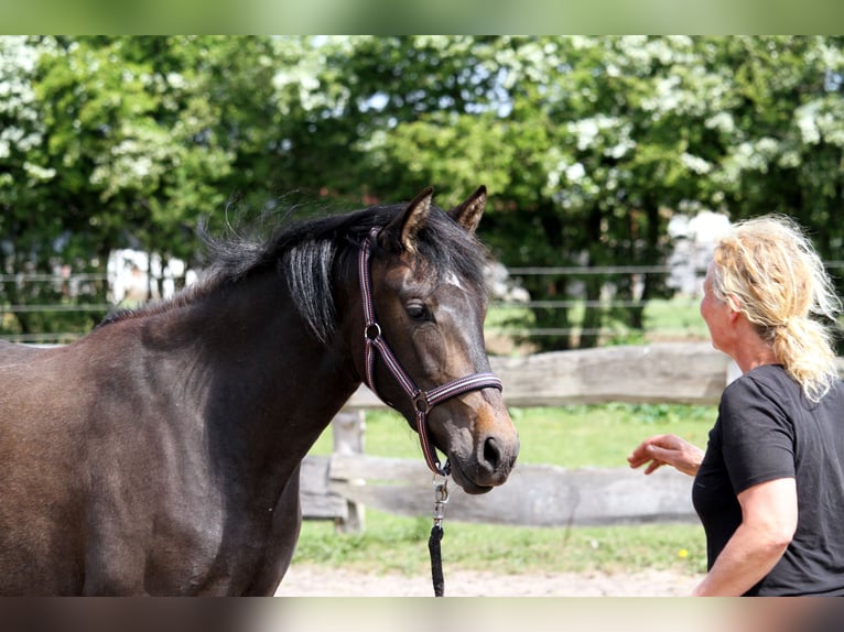 PRE Mix Mare 2 years 15,2 hh Can be white in Harrislee