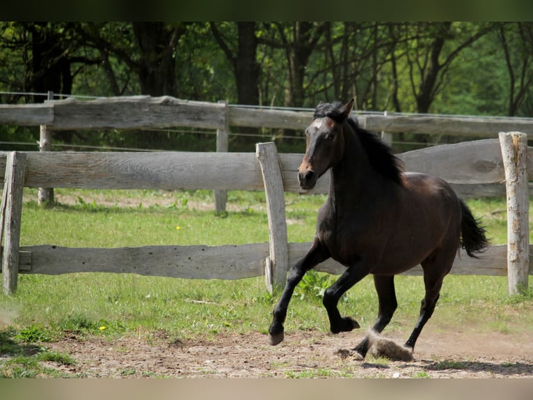 PRE Mix Mare 2 years 15,2 hh Can be white in Harrislee