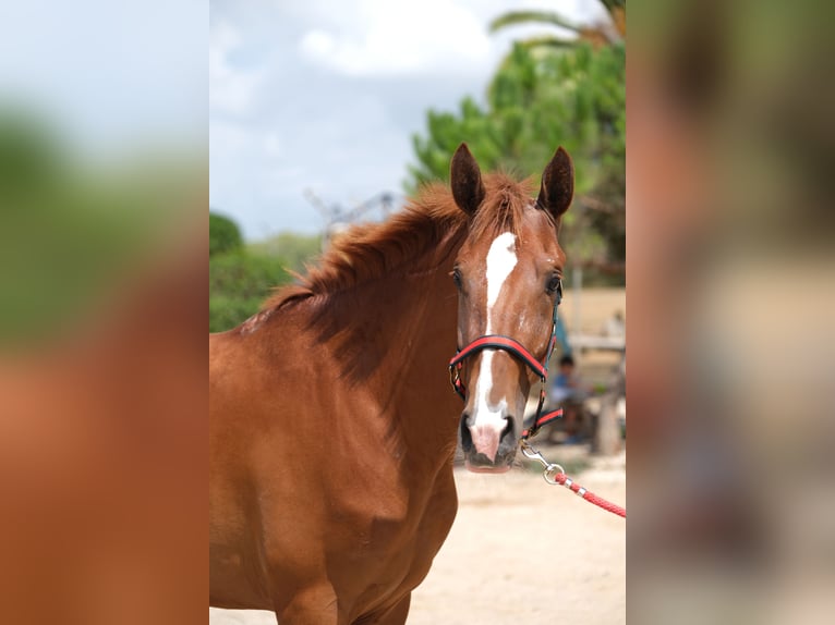 PRE Mix Mare 2 years 15,2 hh Chestnut-Red in Hamburg