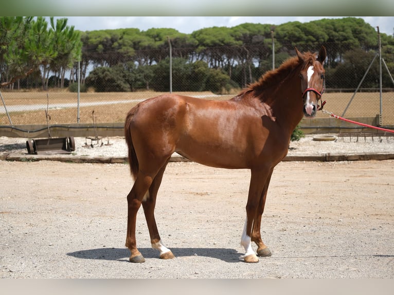 PRE Mix Mare 2 years 15,2 hh Chestnut-Red in Hamburg