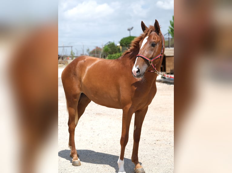 PRE Mix Mare 2 years 15,2 hh Chestnut-Red in Hamburg