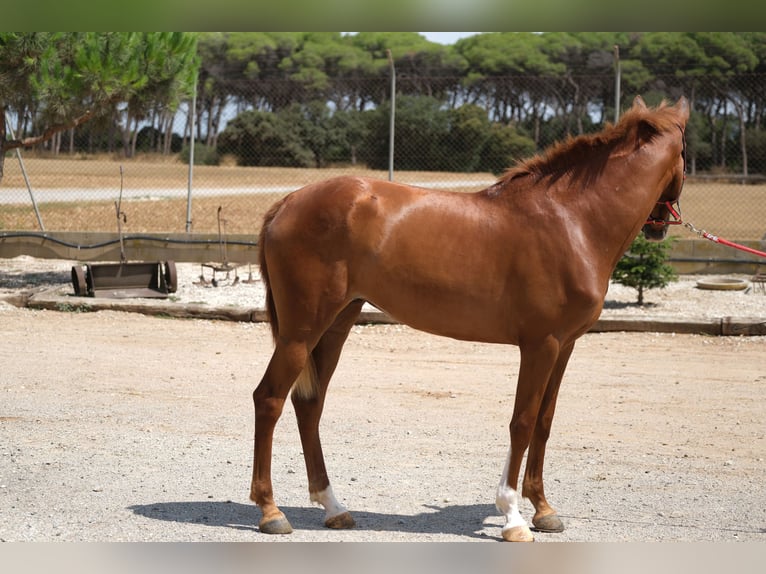 PRE Mix Mare 2 years 15,2 hh Chestnut-Red in Hamburg