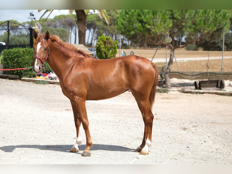 PRE Mix Mare 2 years 15,2 hh Chestnut-Red in Hamburg