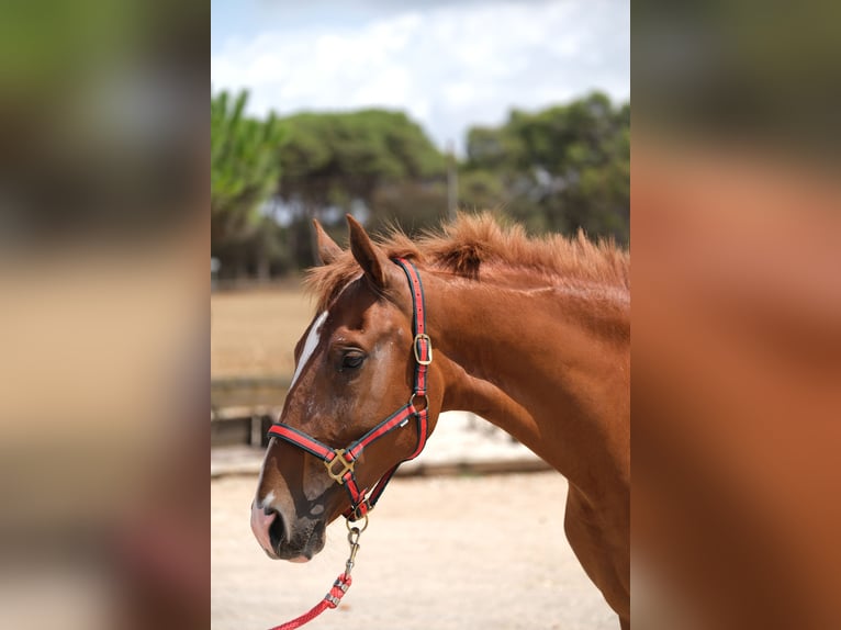 PRE Mix Mare 2 years 15,2 hh Chestnut-Red in Hamburg