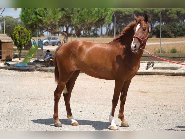 PRE Mix Mare 2 years 15,2 hh Chestnut-Red in Hamburg