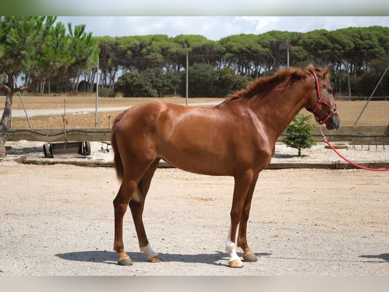PRE Mix Mare 2 years 15,2 hh Chestnut-Red in Hamburg