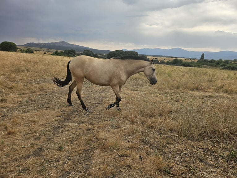 PRE Mare 2 years 15,2 hh Dun in Pedrezuela PRE Mare 2 years 15,2 hh Dun in Pedrezuela