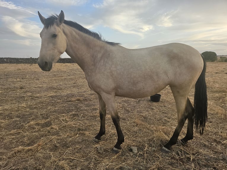 PRE Mare 2 years 15,2 hh Dun in Pedrezuela PRE Mare 2 years 15,2 hh Dun in Pedrezuela