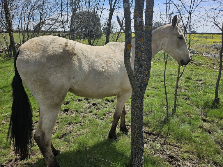 PRE Mare 2 years 15,2 hh Dun in Pedrezuela PRE Mare 2 years 15,2 hh Dun in Pedrezuela