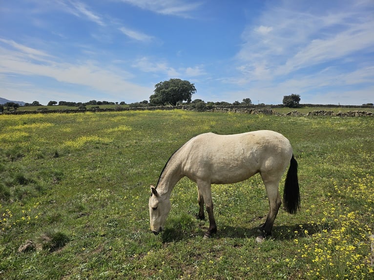 PRE Mare 2 years 15,2 hh Dun in Pedrezuela PRE Mare 2 years 15,2 hh Dun in Pedrezuela