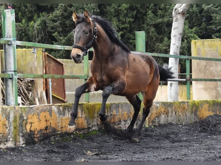 PRE Mare 2 years 15,2 hh Dun in Provinz Granada