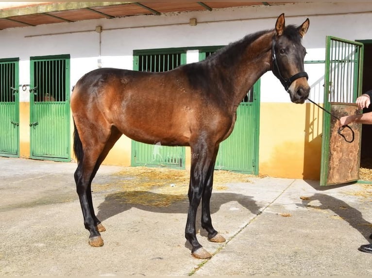 PRE Mare 2 years 15,2 hh Dun in Provinz Granada