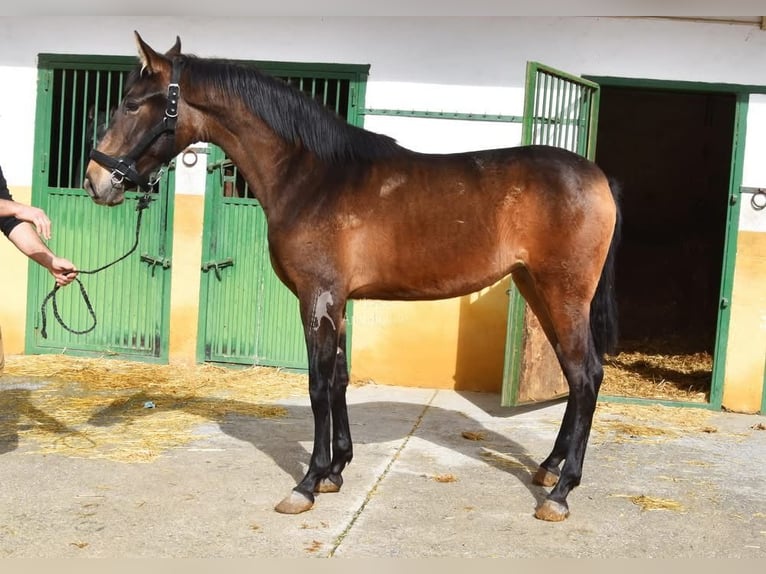 PRE Mare 2 years 15,2 hh Dun in Provinz Granada