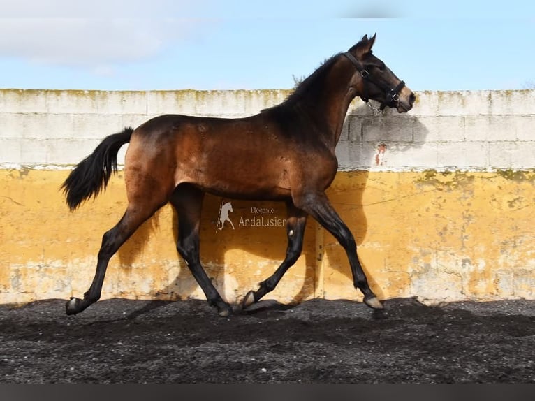 PRE Mare 2 years 15,2 hh Dun in Provinz Granada