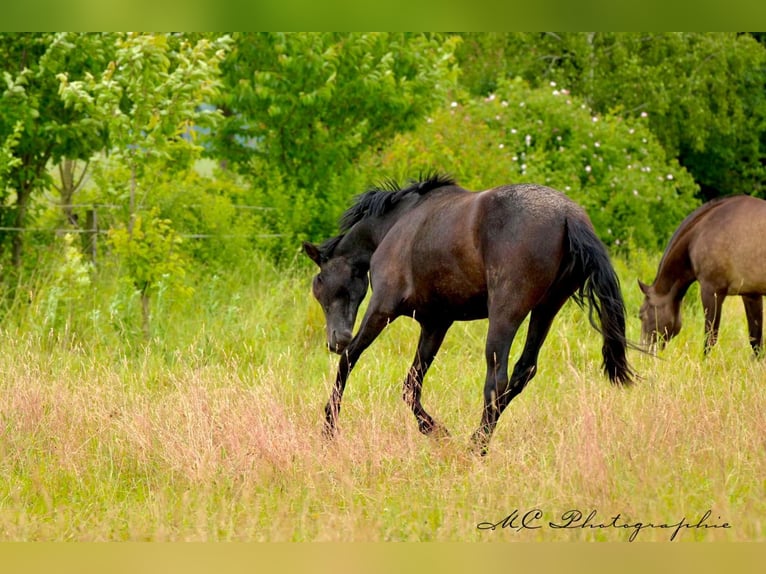 PRE Mare 2 years 15,2 hh Gray-Dark-Tan in Brandis