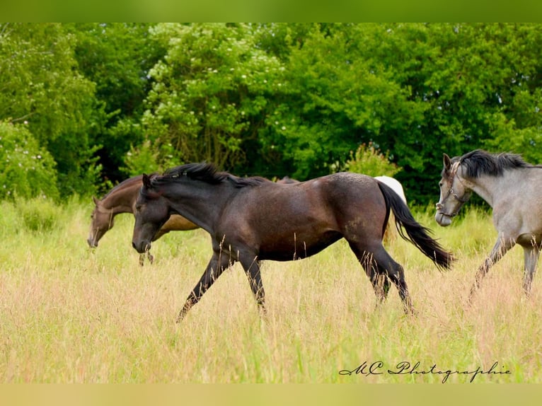 PRE Mare 2 years 15,2 hh Gray-Dark-Tan in Brandis