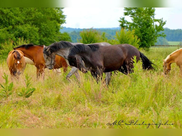 PRE Mare 2 years 15,2 hh Gray-Dark-Tan in Brandis