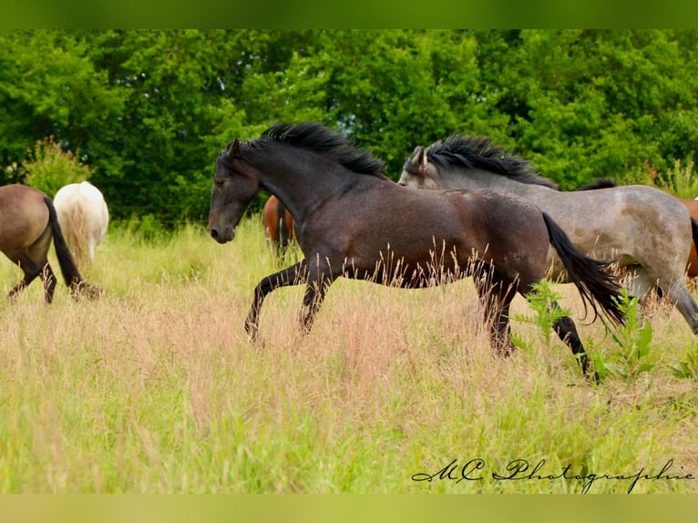 PRE Mare 2 years 15,2 hh Gray-Dark-Tan in Brandis