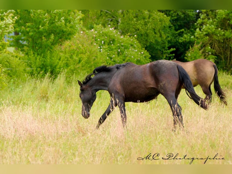 PRE Mare 2 years 15,2 hh Gray-Dark-Tan in Brandis
