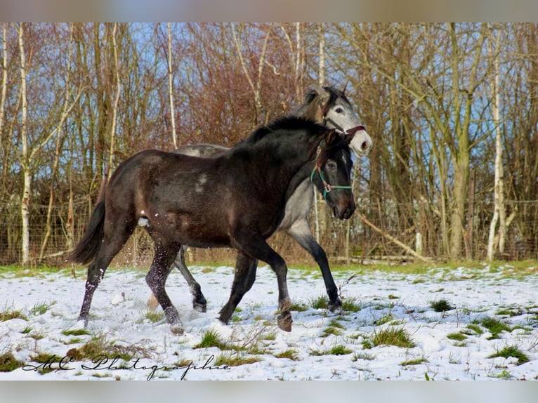 PRE Mare 2 years 15,2 hh Grey-Dark-Tan in Brandis