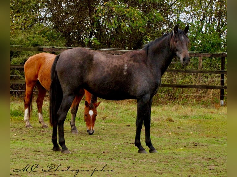 PRE Mare 2 years 15,2 hh Grey-Dark-Tan in Brandis PRE Mare 2 years 15,2 hh Grey-Dark-Tan in Brandis