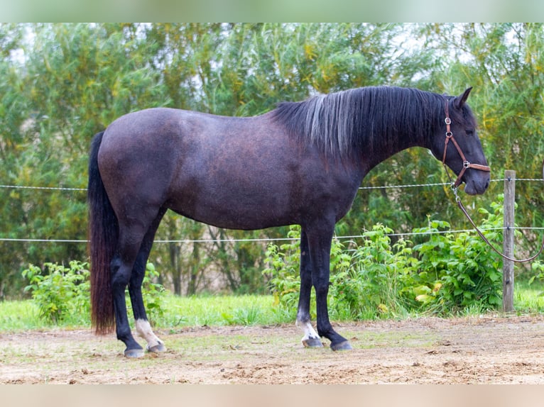 PRE Mix Mare 2 years 15,2 hh Grey in Skanderborg