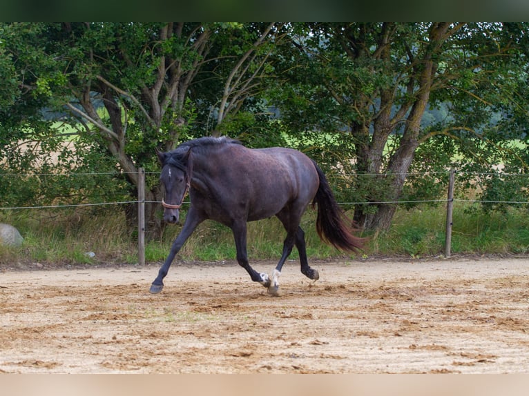 PRE Mix Mare 2 years 15,2 hh Grey in Skanderborg