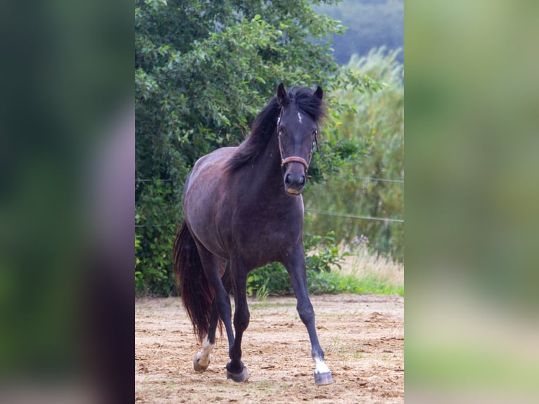 PRE Mix Mare 2 years 15,2 hh Grey in Skanderborg