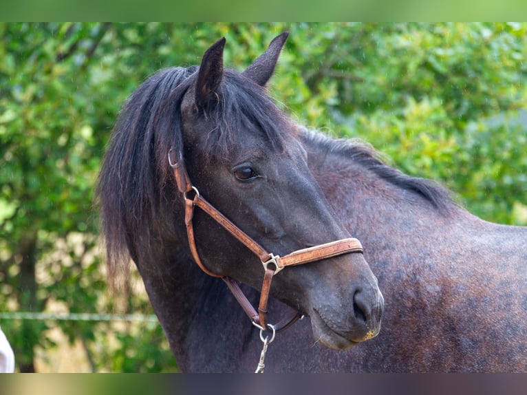 PRE Mix Mare 2 years 15,2 hh Grey in Skanderborg